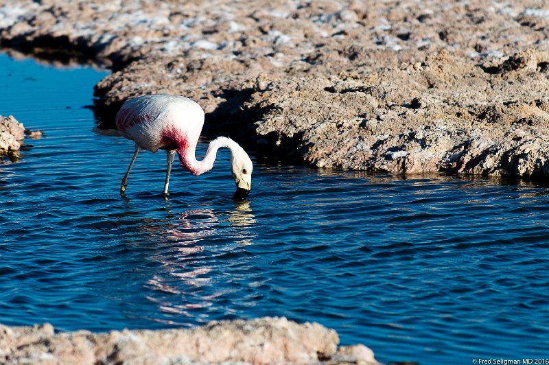 20160329_182448 D4S (1).jpg - Parque Laguna Chaxa is about 25 miles due south of San Pedro.  It is home to 3 different types of flamingoes.